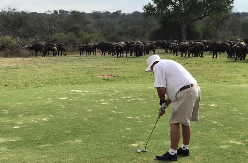 Buffaloes interrupt Lowveld Nomads day